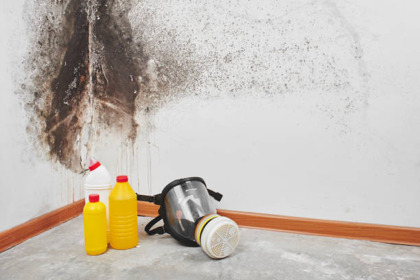 Best Professional Mold Removal  in Bret Harte, CA