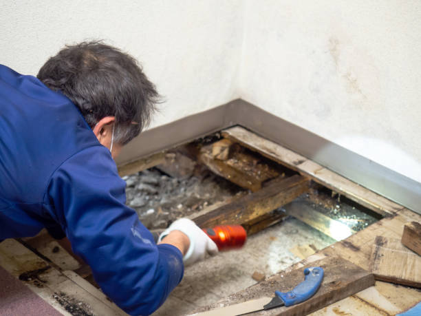 Best Affordable Mold Removal  in Bret Harte, CA