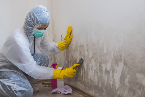 Best Office Mold Removal Services  in Bret Harte, CA