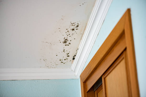 Best Office Mold Removal Services  in Bret Harte, CA