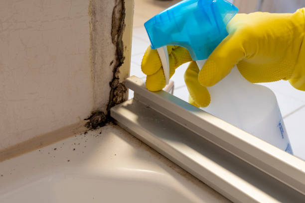 Best Mold Testing  in Bret Harte, CA