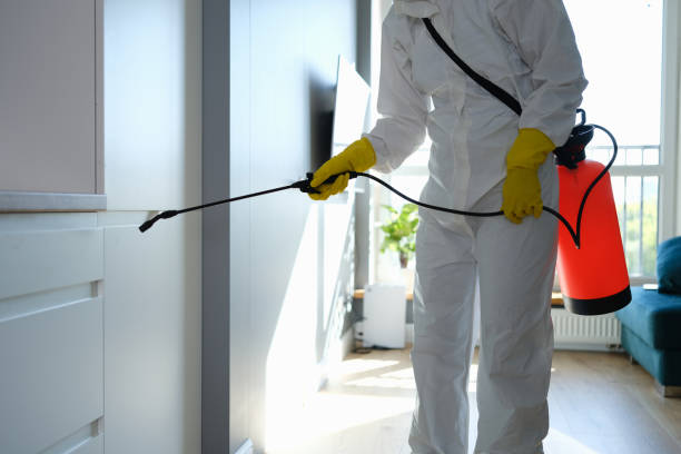 Best Mold Damage Repair  in Bret Harte, CA