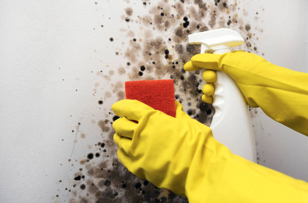 Best Mold Removal Company Near Me  in Bret Harte, CA