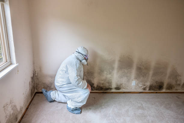 Trusted Bret Harte, CA Mold Removal Experts