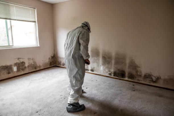 Best Mold Removal Company Near Me  in Bret Harte, CA