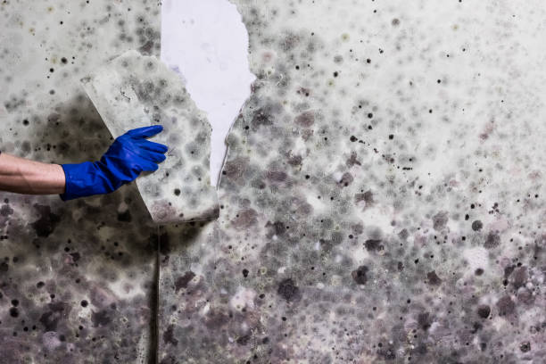 Best Professional Mold Removal  in Bret Harte, CA
